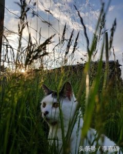 ​蓝猫为什么走路东倒西歪(为什么喝酒走路东倒西歪)