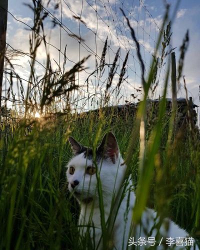 蓝猫为什么走路东倒西歪(为什么喝酒走路东倒西歪)-第1张图片-