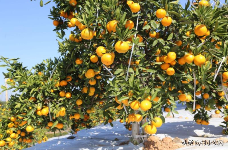 农村种植什么最赚钱（种植致富6个好项目）(13)