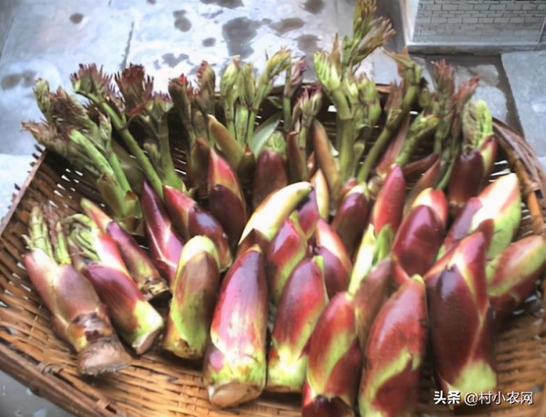 农村种植什么最赚钱（种植致富6个好项目）(9)