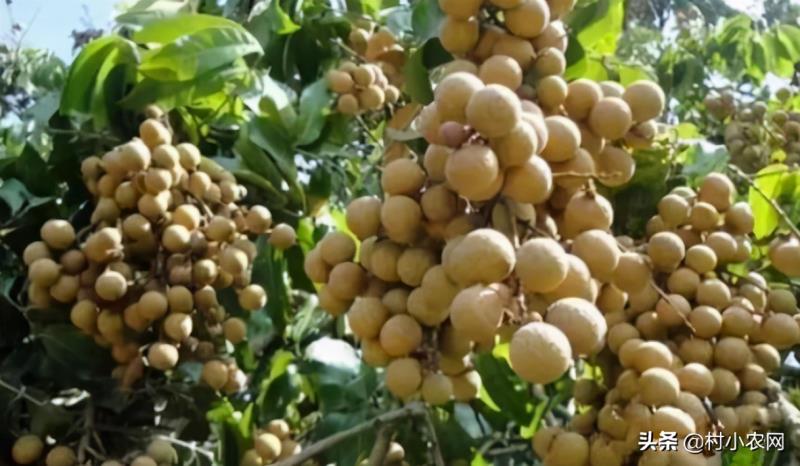 农村种植什么最赚钱（种植致富6个好项目）(10)