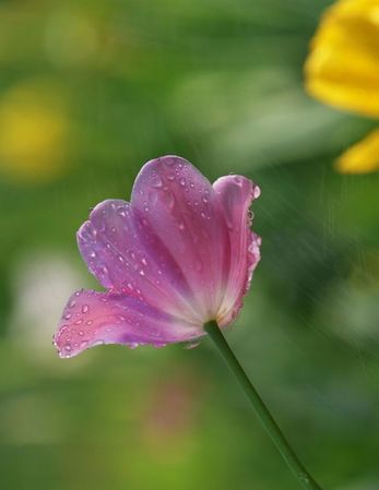 洗尽铅华什么意思