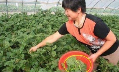 ​农村蔬菜园里长满“大青虫”但当地的农民却很开心