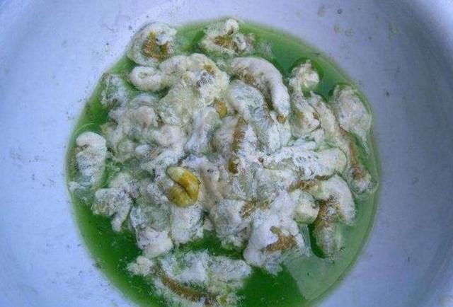 农村蔬菜园里长满“大青虫”但当地的农民却很开心