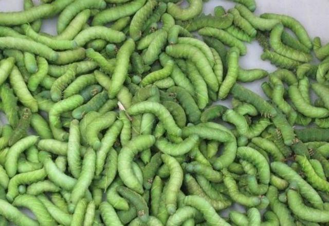 农村蔬菜园里长满“大青虫”但当地的农民却很开心