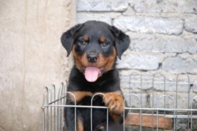 ​苏格兰牧羊犬 苏格兰牧羊犬和边牧的分别