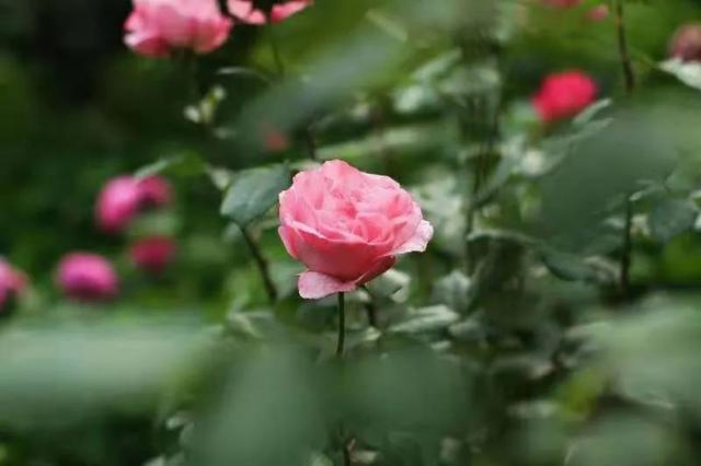 灵魂伴侣的六大特征（灵魂伴侣会有这些感应）(4)