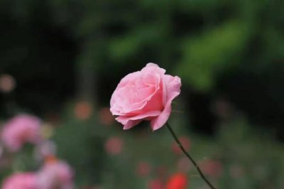 ​灵魂伴侣的六大特征（灵魂伴侣会有这些感应）