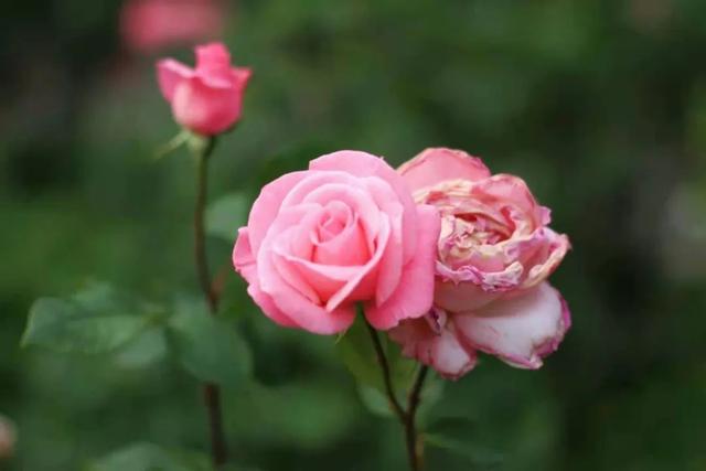 灵魂伴侣的六大特征（灵魂伴侣会有这些感应）(2)