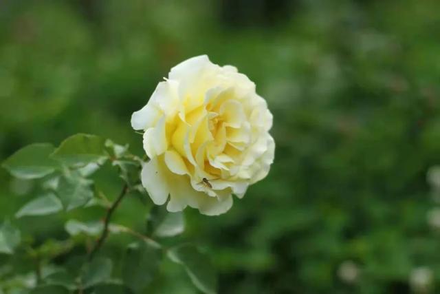 灵魂伴侣的六大特征（灵魂伴侣会有这些感应）(3)