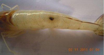 ​虾壳有黑点是怎么回事,有的虾熟了为什么有黑色