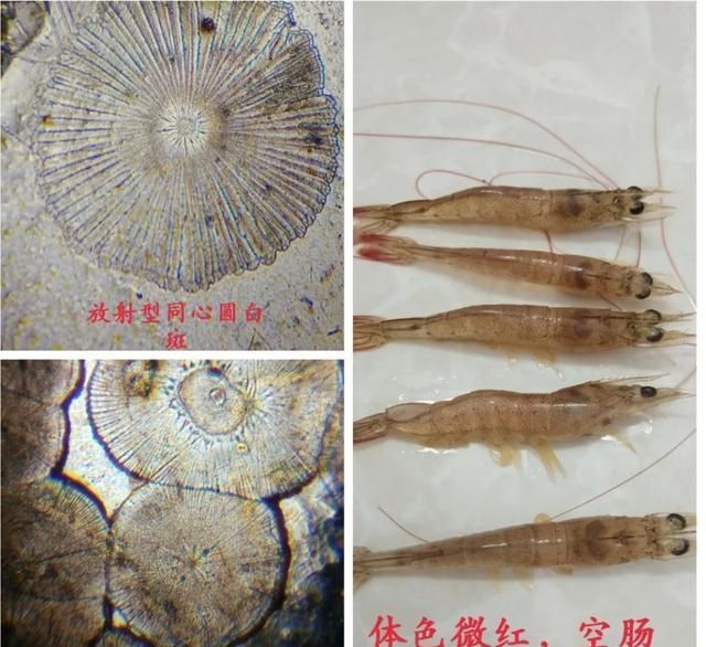 冻虾身上有黑斑怎么回事