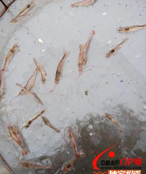 冻虾有黑斑是什么原因