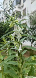 ​散文‖说说芝麻