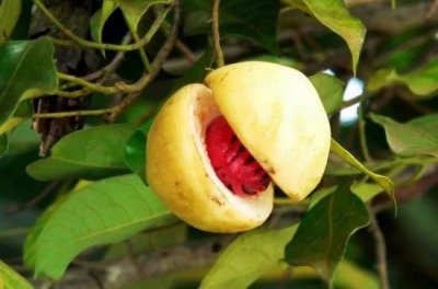 ​豆蔻年华是多少岁？为何用“豆蔻”比喻少女？