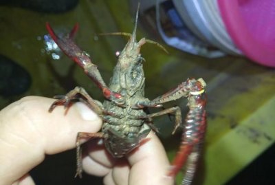 ​小龙虾营养价值高吗，龙虾很多是在臭水沟里生长啊。它吃什么哦。那些东西有营