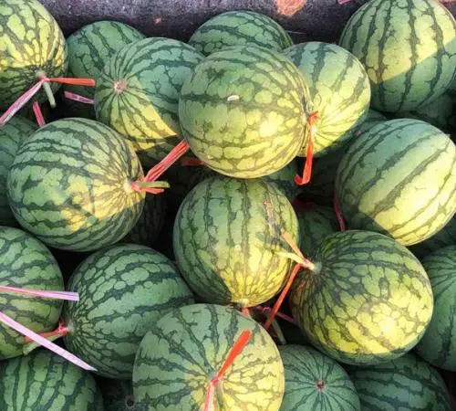 富硒西瓜和普通西瓜区别,富硒西瓜与普通西瓜有什么区别呢图2