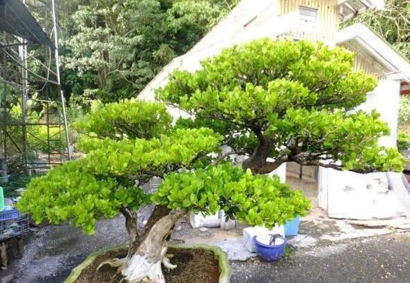 室内易养十种花最好旺财（能旺财的6种花）(6)