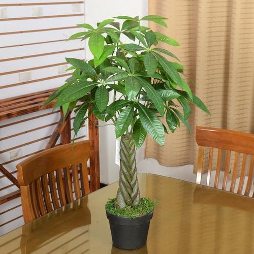 室内易养十种花最好旺财（能旺财的6种花）(7)