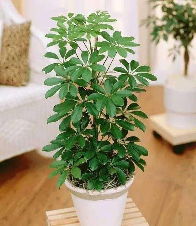 室内易养十种花最好旺财（能旺财的6种花）(3)