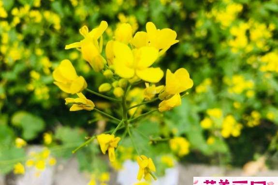 春天踏青唯美句子