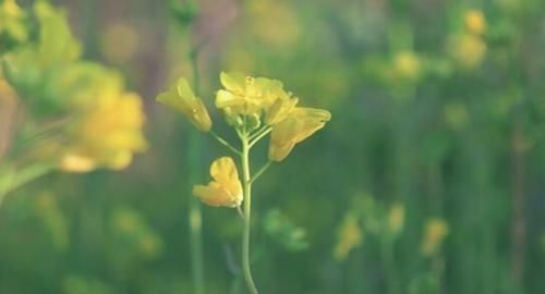 踏青赏花正当时的句子