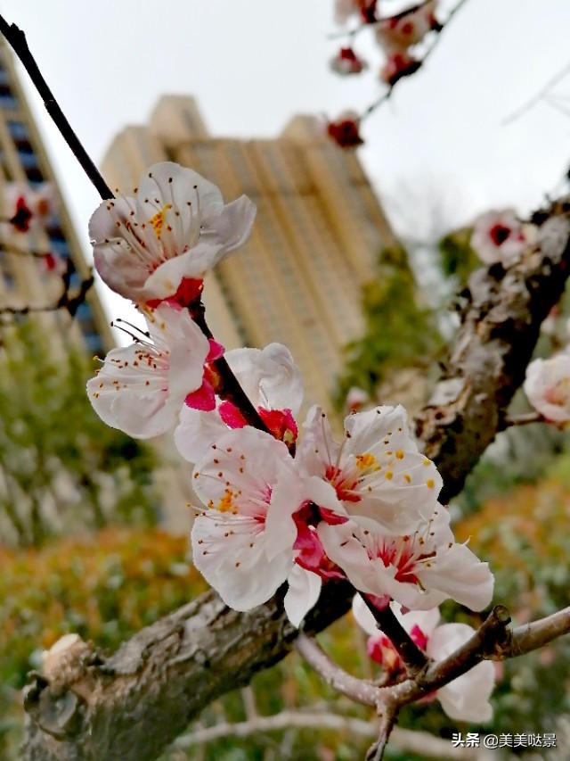 杏花长什么样子（春天最漂亮的30张杏花图片）