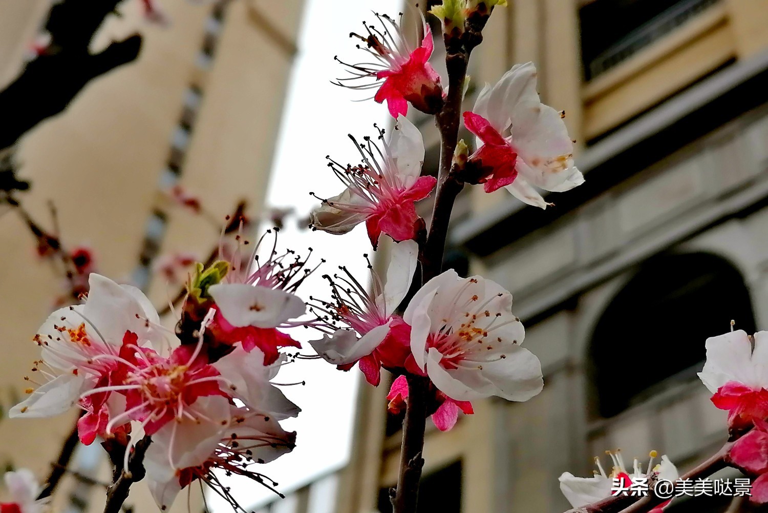 杏花长什么样子（春天最漂亮的30张杏花图片）