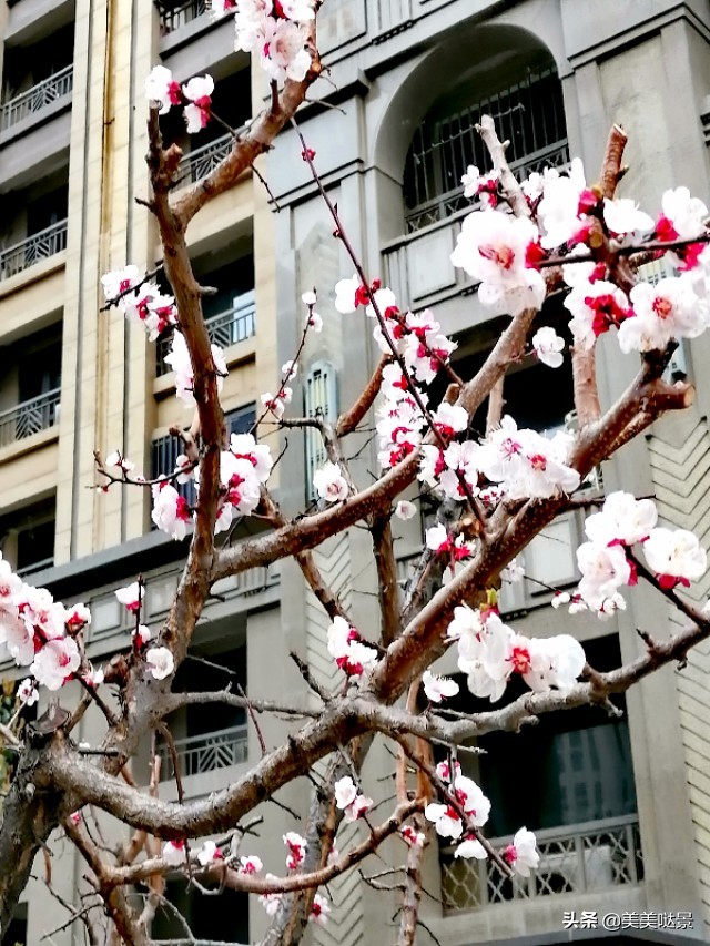 杏花长什么样子（春天最漂亮的30张杏花图片）