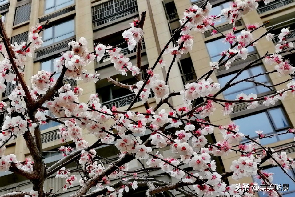 杏花长什么样子（春天最漂亮的30张杏花图片）