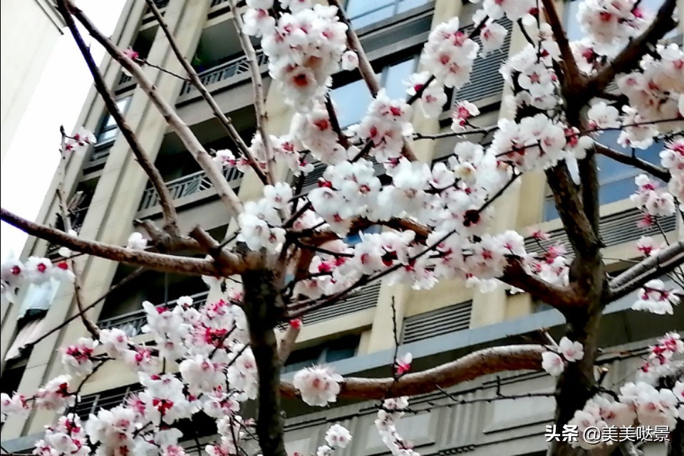 杏花长什么样子（春天最漂亮的30张杏花图片）