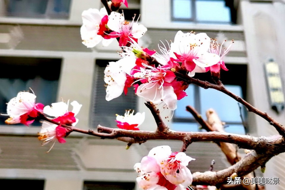 杏花长什么样子（春天最漂亮的30张杏花图片）