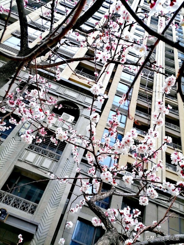 杏花长什么样子（春天最漂亮的30张杏花图片）