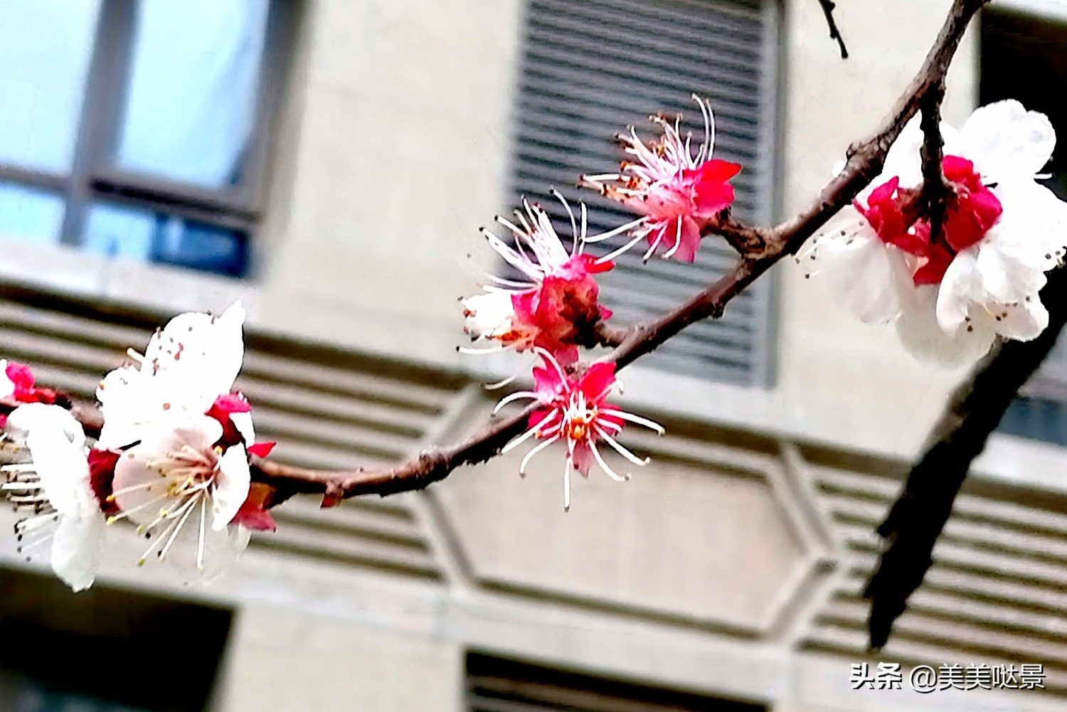 杏花长什么样子（春天最漂亮的30张杏花图片）