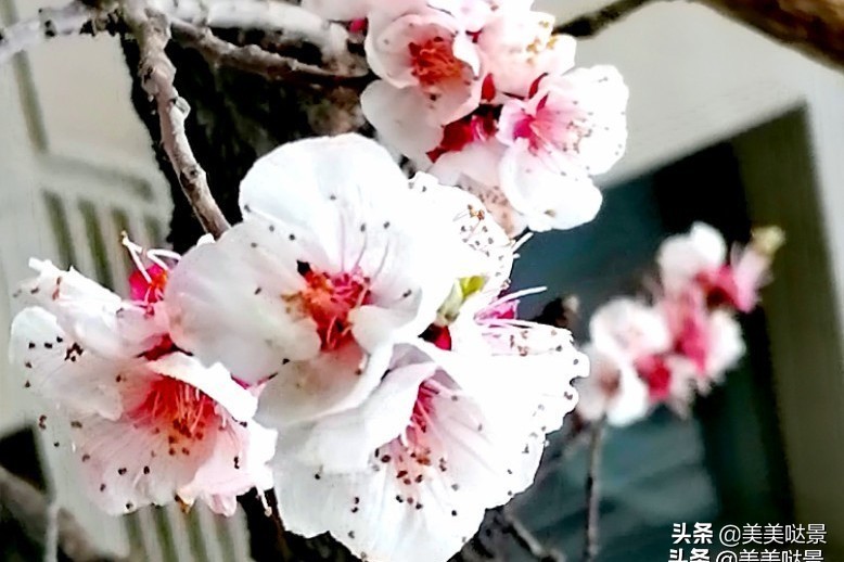 杏花长什么样子（春天最漂亮的30张杏花图片）