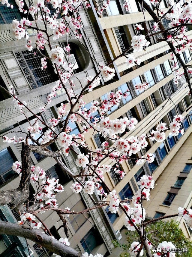 杏花长什么样子（春天最漂亮的30张杏花图片）