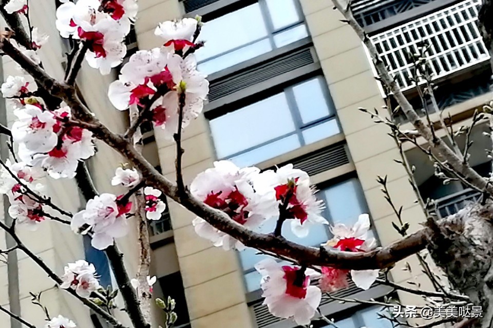 杏花长什么样子（春天最漂亮的30张杏花图片）