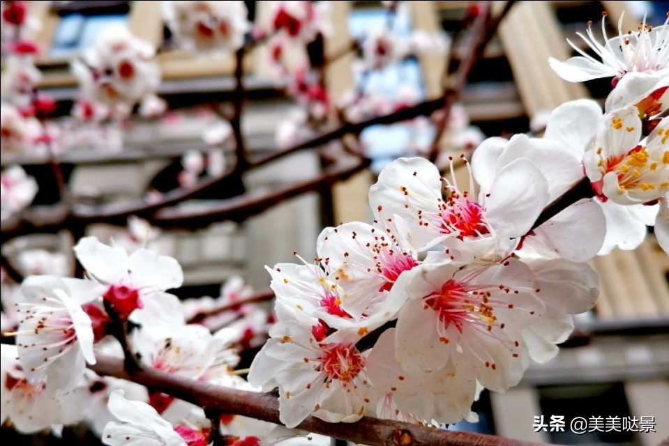 杏花长什么样子（春天最漂亮的30张杏花图片）