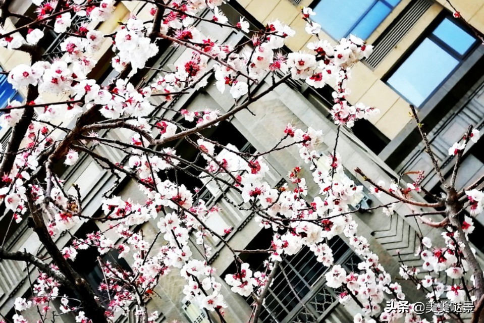 杏花长什么样子（春天最漂亮的30张杏花图片）