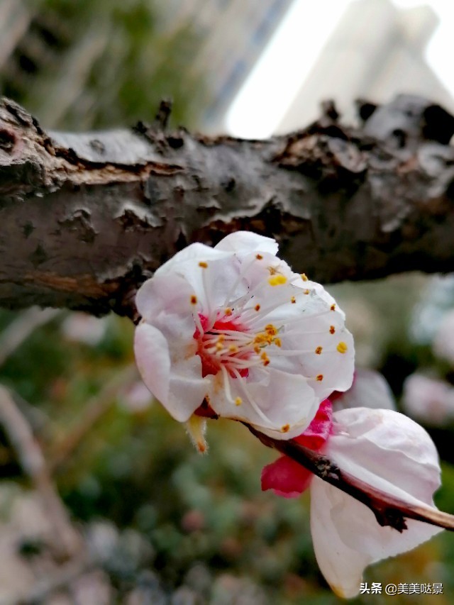 杏花长什么样子（春天最漂亮的30张杏花图片）