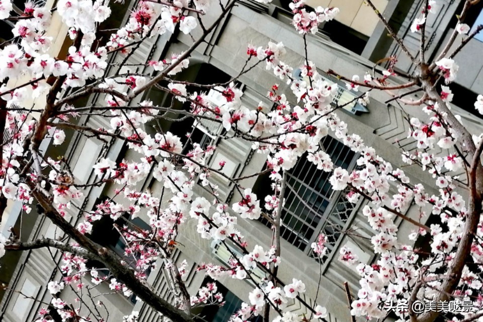 杏花长什么样子（春天最漂亮的30张杏花图片）