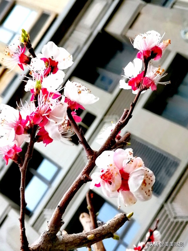 杏花长什么样子（春天最漂亮的30张杏花图片）