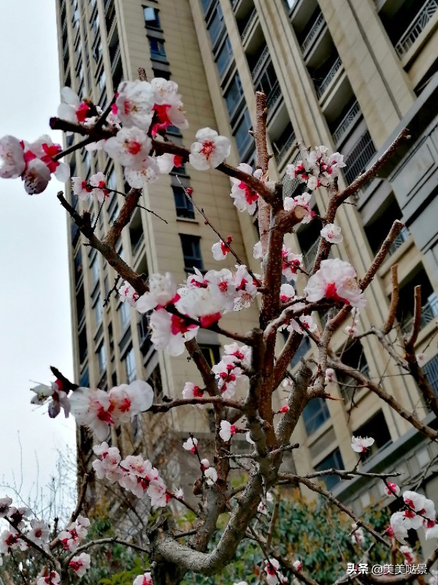 杏花长什么样子（春天最漂亮的30张杏花图片）
