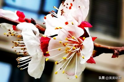 ​杏花长什么样子（春天最漂亮的30张杏花图片）