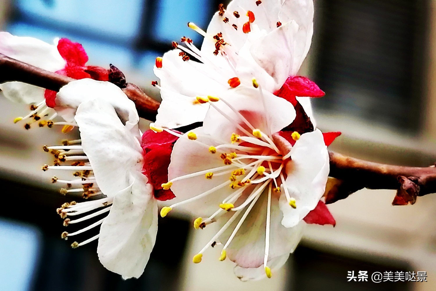 杏花长什么样子（春天最漂亮的30张杏花图片）