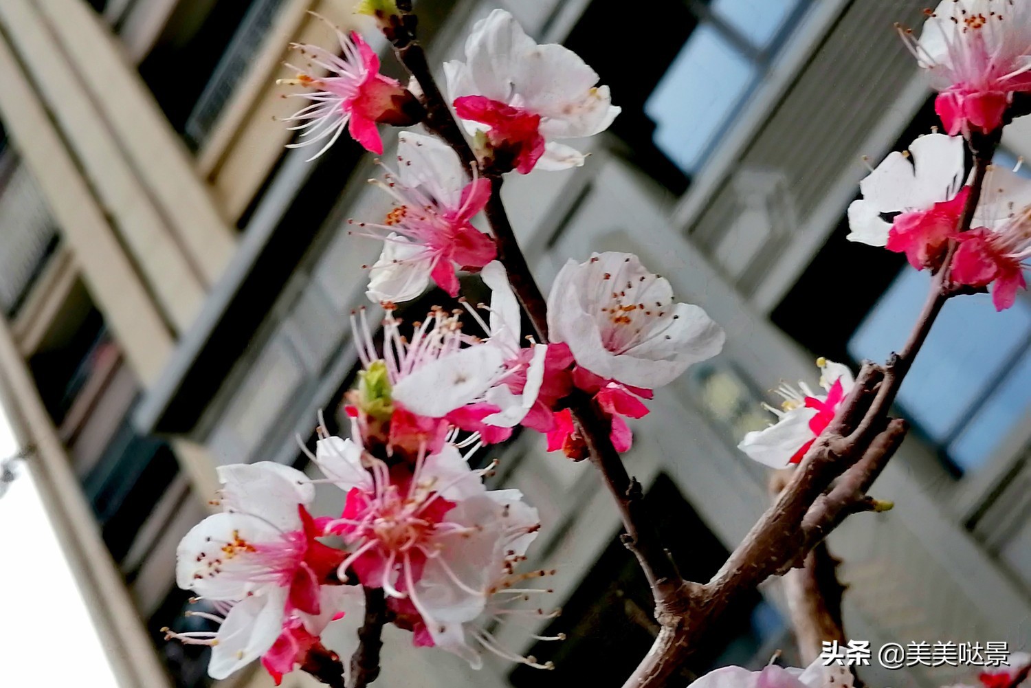 杏花长什么样子（春天最漂亮的30张杏花图片）