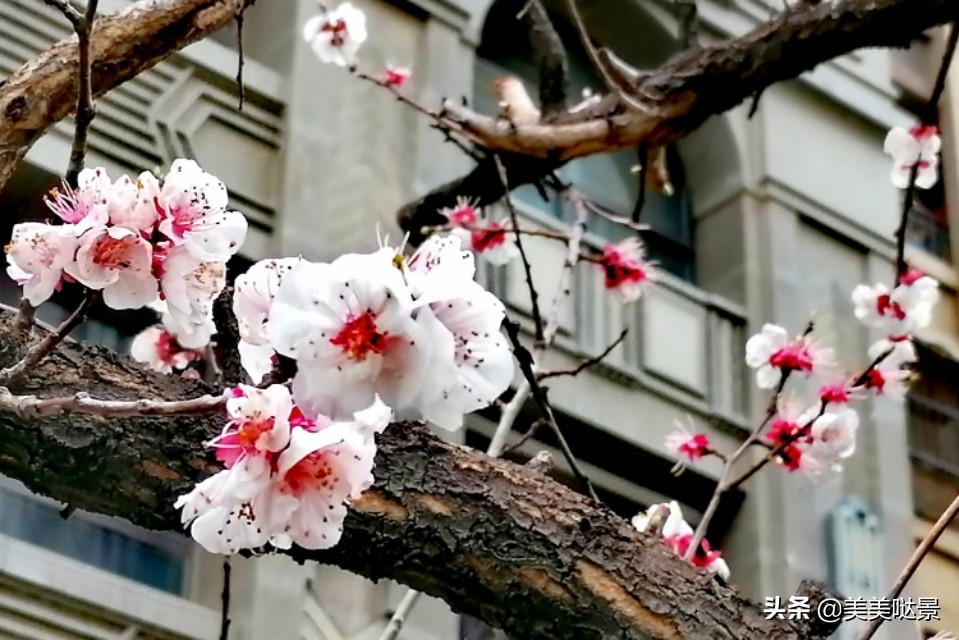 杏花长什么样子（春天最漂亮的30张杏花图片）