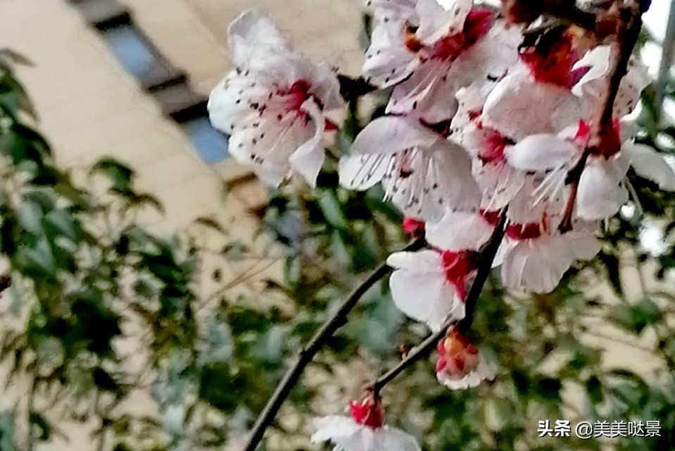 杏花长什么样子（春天最漂亮的30张杏花图片）