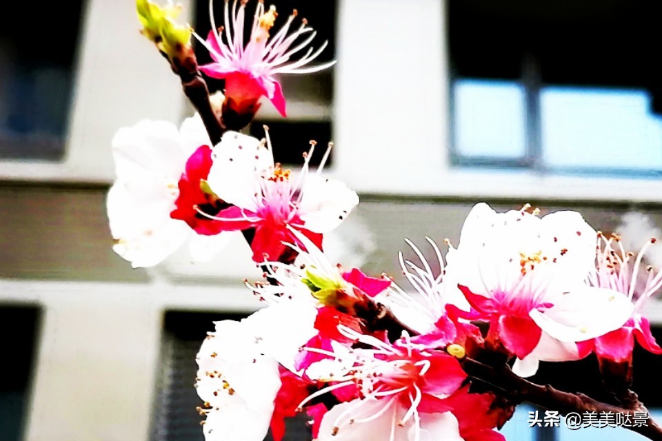 杏花长什么样子（春天最漂亮的30张杏花图片）