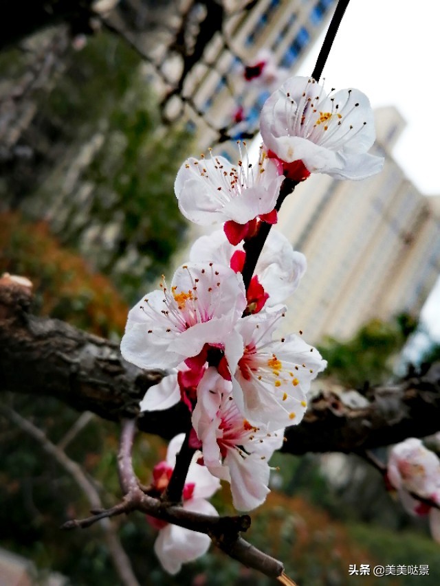 杏花长什么样子（春天最漂亮的30张杏花图片）
